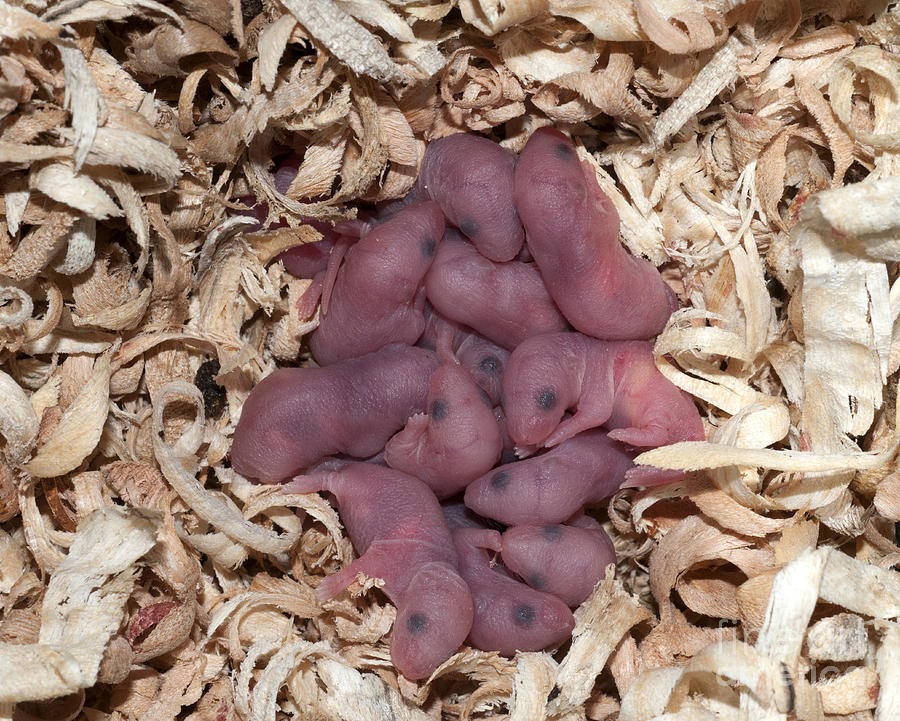 Newborn Mice Photograph by Scott Camazine
