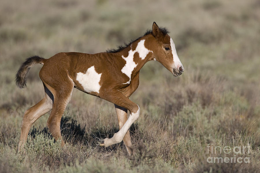 Newborn Mustang Photograph by Jean-Louis Klein & Marie-Luce Hubert