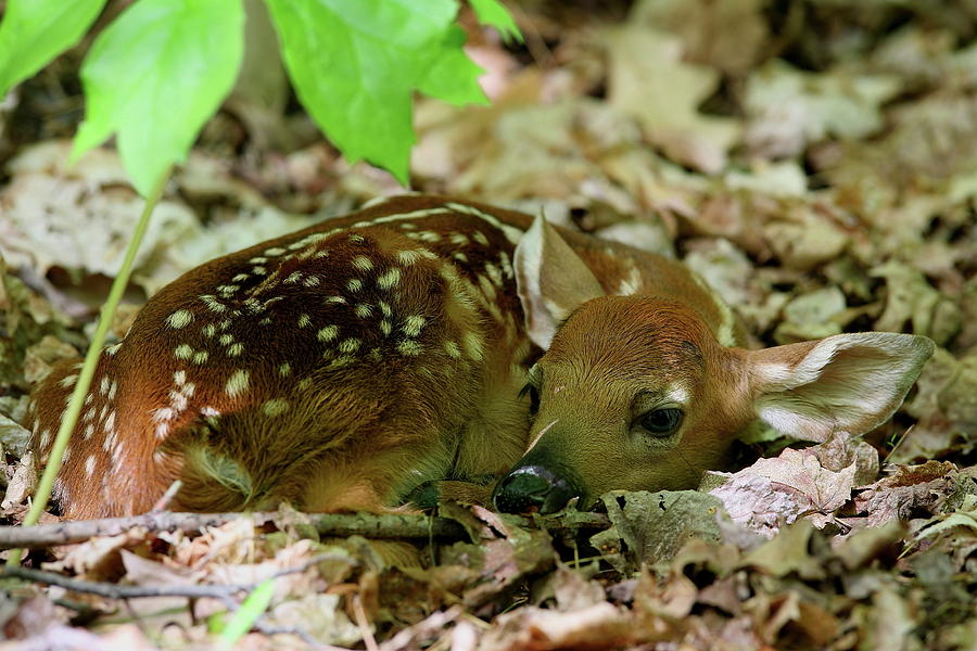 Newborn White-tailed Deer Fawn Photograph by Bruce J Robinson