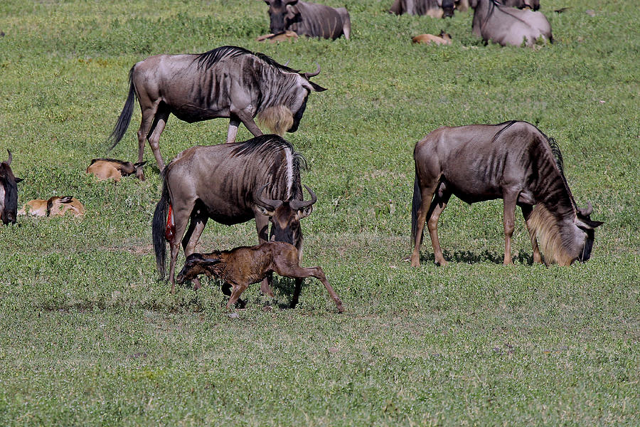 Newborn Wildebeest Photograph by Tony Murtagh