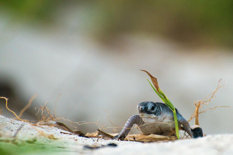 Tiny Turtle Photograph by John Coffey - Fine Art America