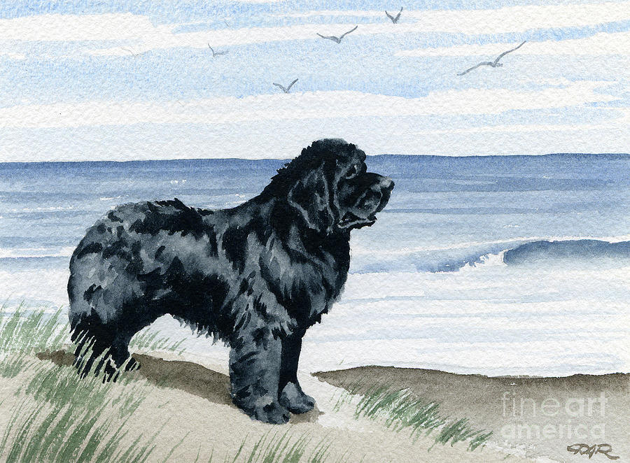 Newfoundland at the Beach Painting by David Rogers