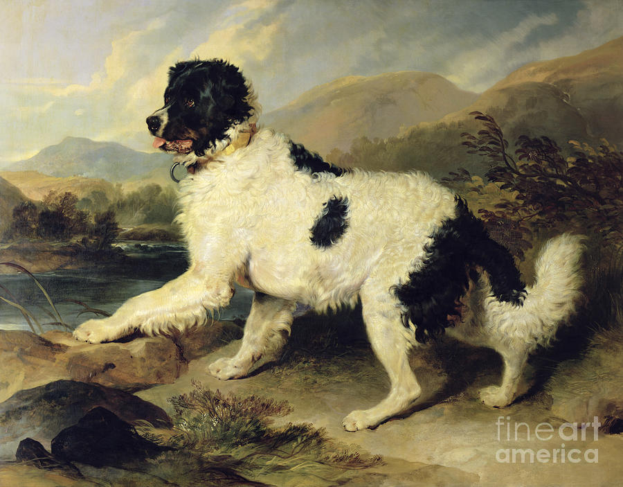 Newfoundland Painting - Newfoundland Dog Called Lion by Sir Edwin Landseer Newfoundland Painting - Newfoundland Dog Called Lion by Sir Edwin Landseer