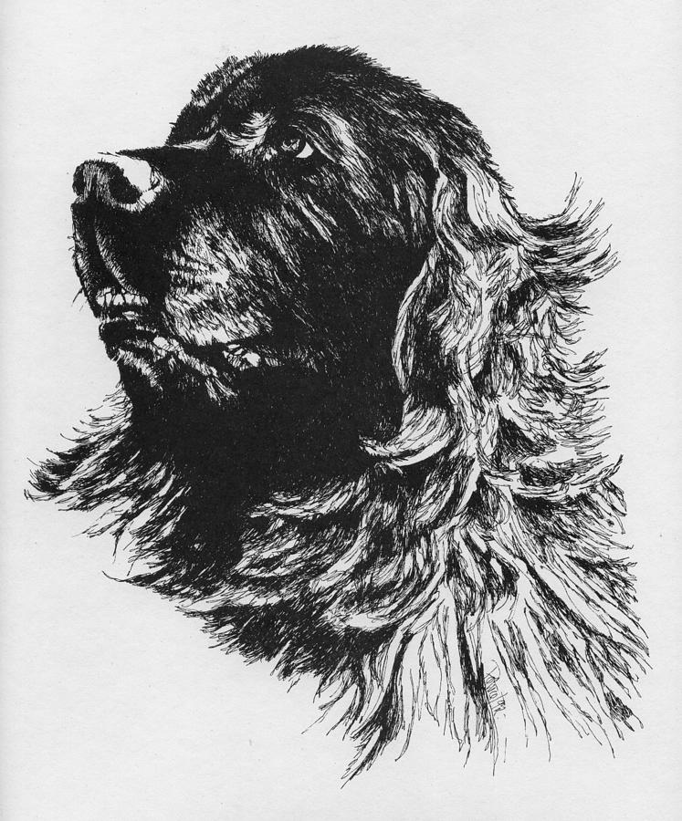 Newfoundland Headstudy Drawing by Patrice Clarkson