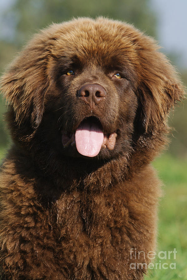 Dog Photograph - Newfoundland Puppy Dog by Brinkmann/Okapia