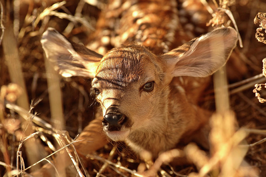 Deer Digital Art - Newly born fawn hiding in a Saskatchewan field by Mark Duffy