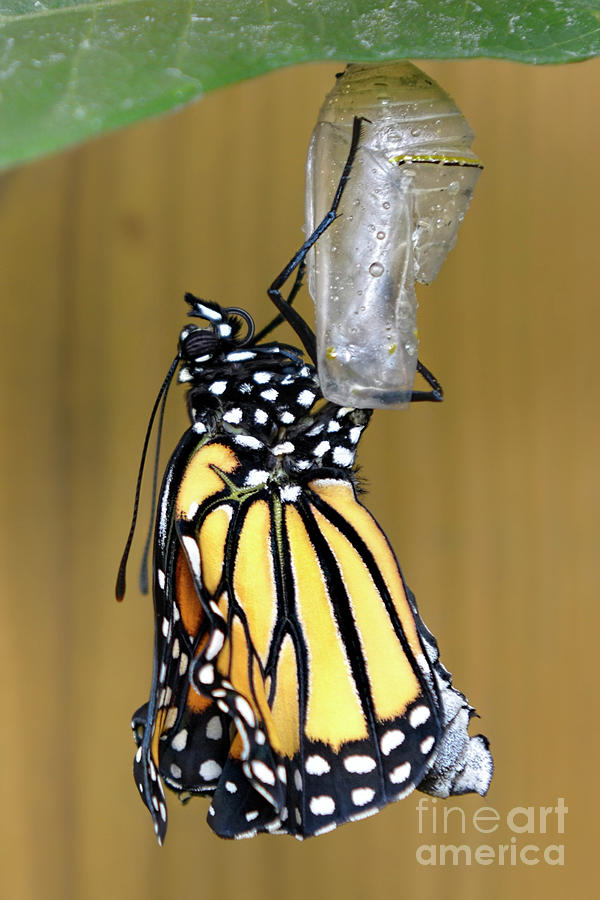 Newly Emerged Monarch Butterfly Photograph by Olga Hamilton