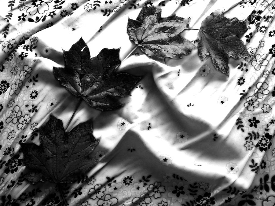 Newly Fallen Leaves - Black and White Version Photograph by Shawna Rowe
