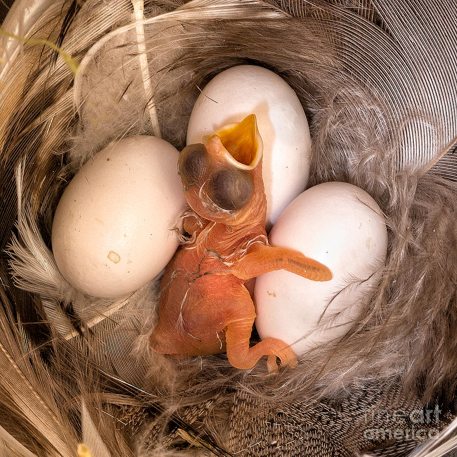 Nature Photograph - Newly Hatched Tree Swallow by Jerry Fornarotto