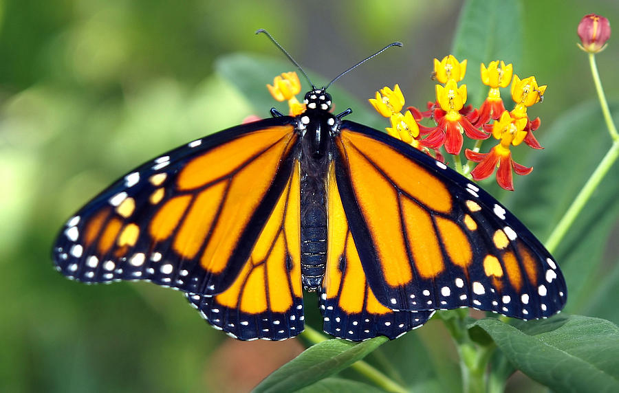 Newly Released Male Monarch Photograph by Kala King - Pixels