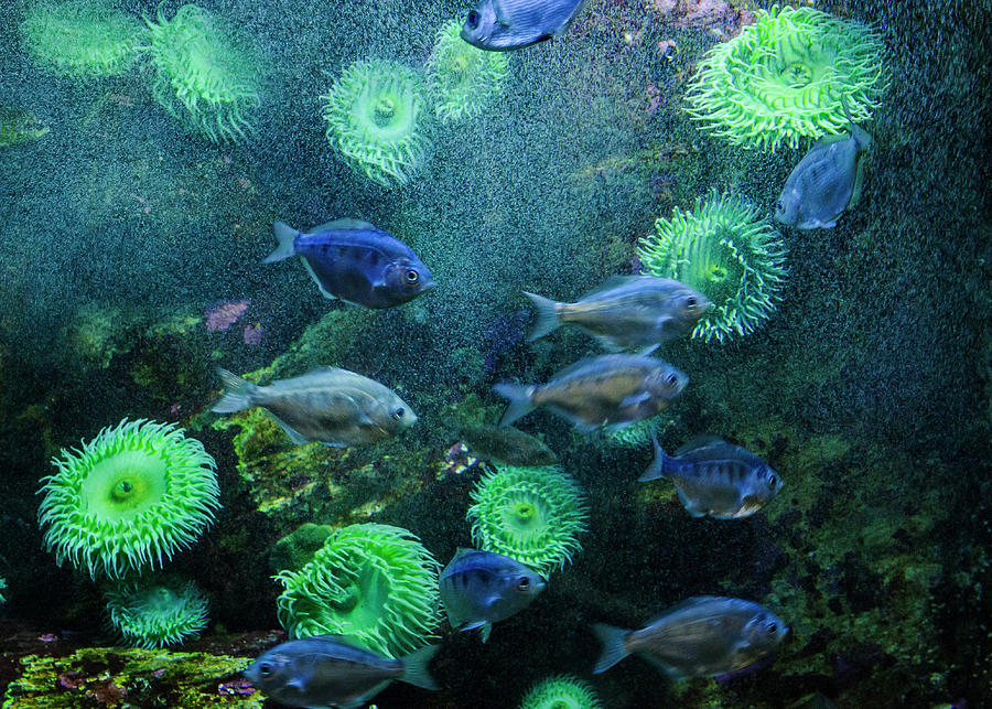 Newport Aquarium Photograph by Robert Potts
