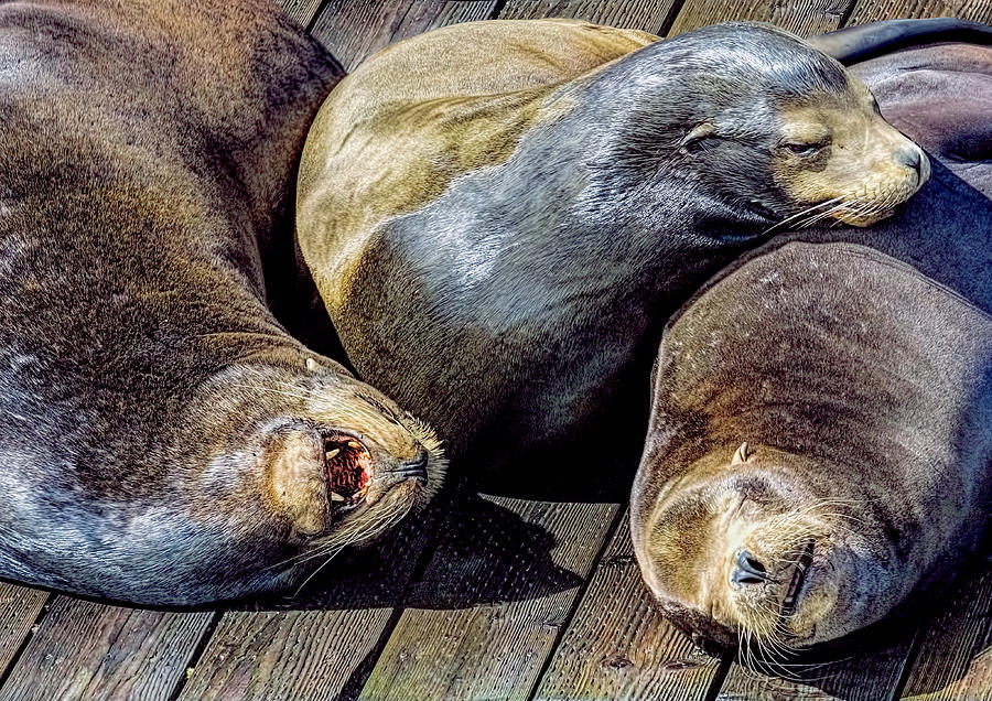 Newport Sea Lions 1 Photograph by Greg Hjellen - Fine Art America