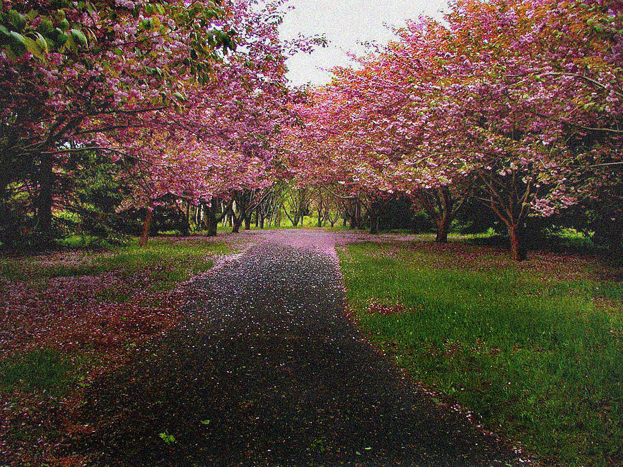 Newport Trees Photograph by Beverly Dickinson | Fine Art America