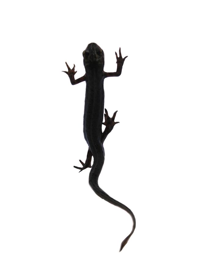 Amphibian lizard design Photograph by Tom Conway