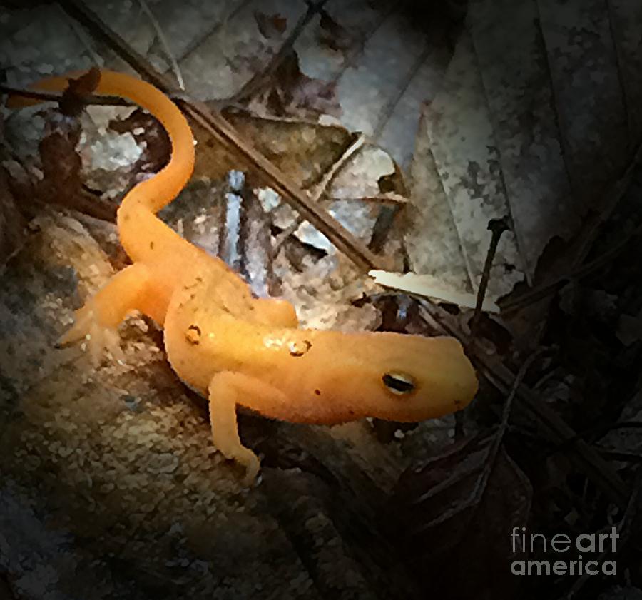 Wildlife Photograph - Newt2 by George Sonner