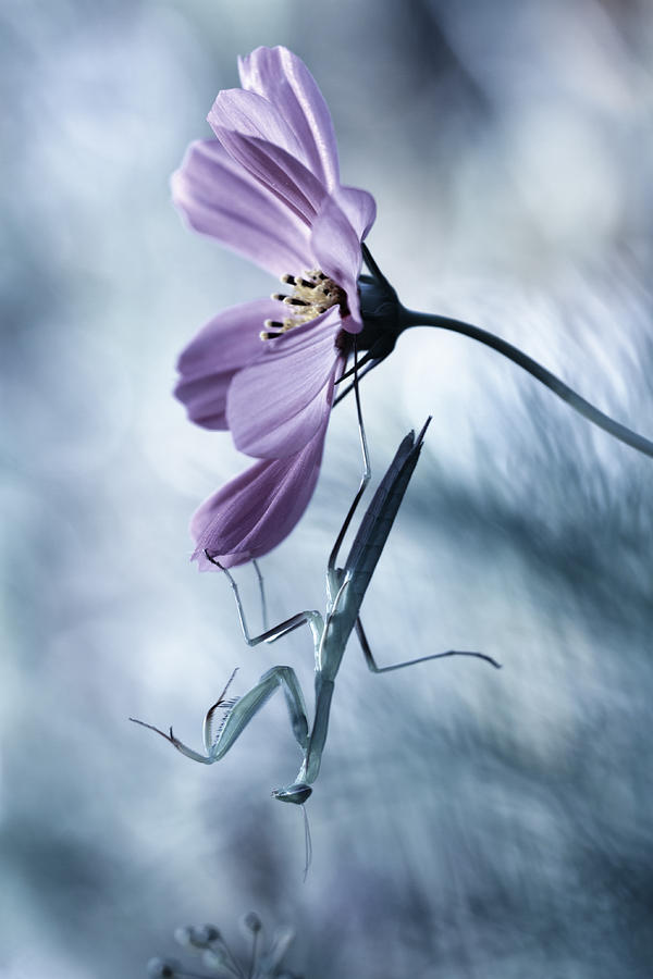 Mantis Photograph - Newtonian Physics by Fabien Bravin