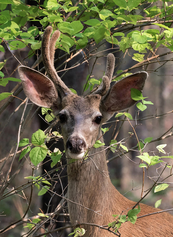 Mule Deer Buck Photograph by Kathleen Bishop