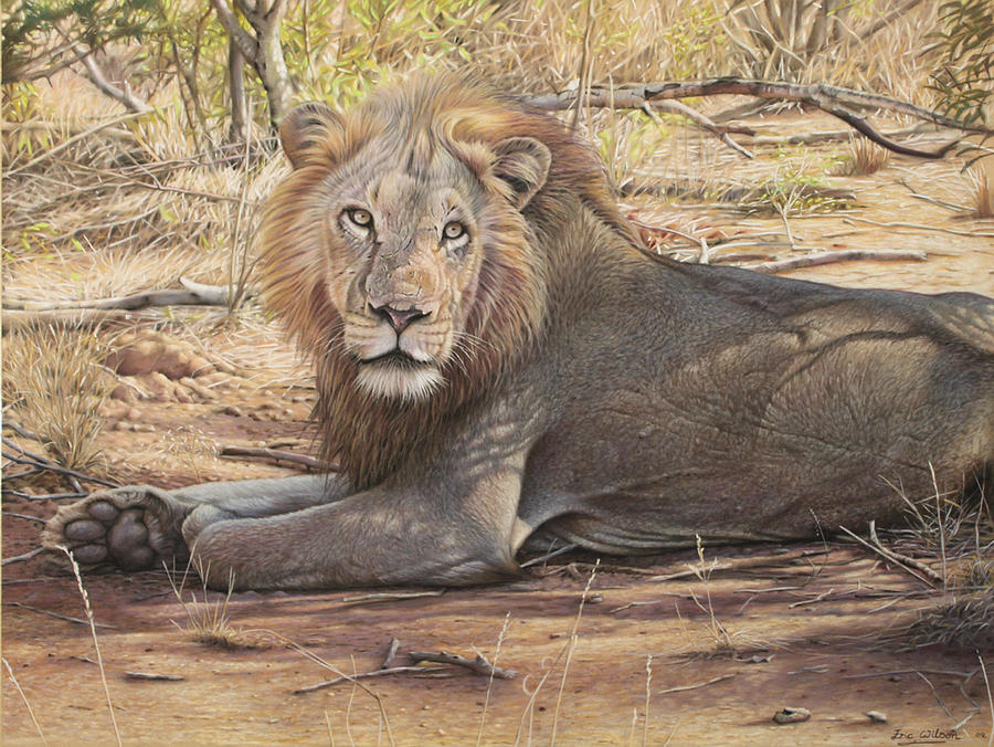 Ngala South African Lion Painting By Eric Wilson