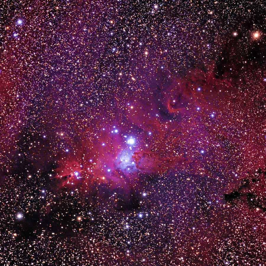NGC 2264 The Christmas Tree Cluster in Monoceros Photograph by Alan Vance Ley