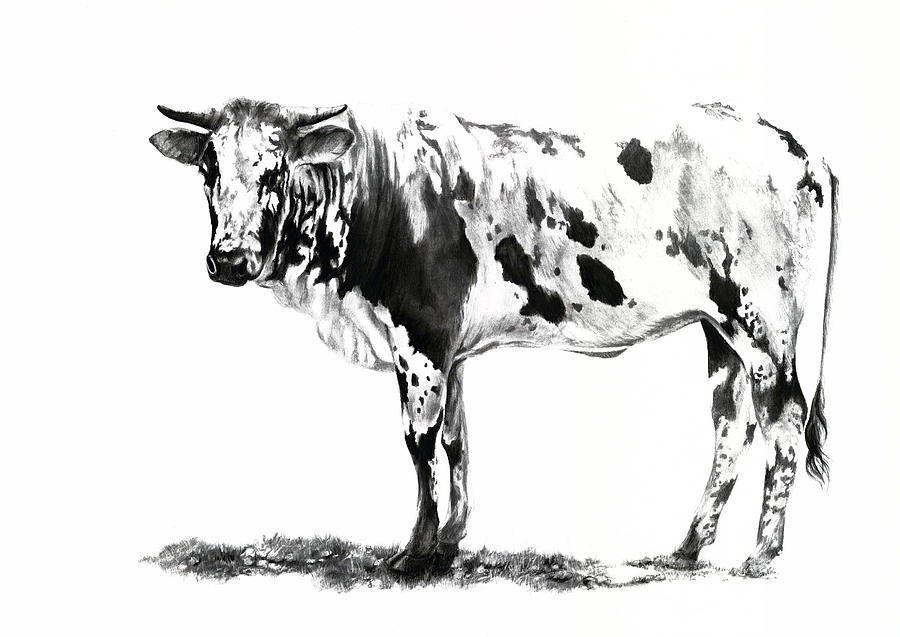 Nguni Cattle 1 Drawing by Jenny Mallon - Pixels