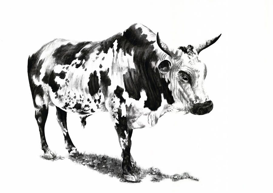 Nguni Cattle 2 Drawing by Jenny Mallon