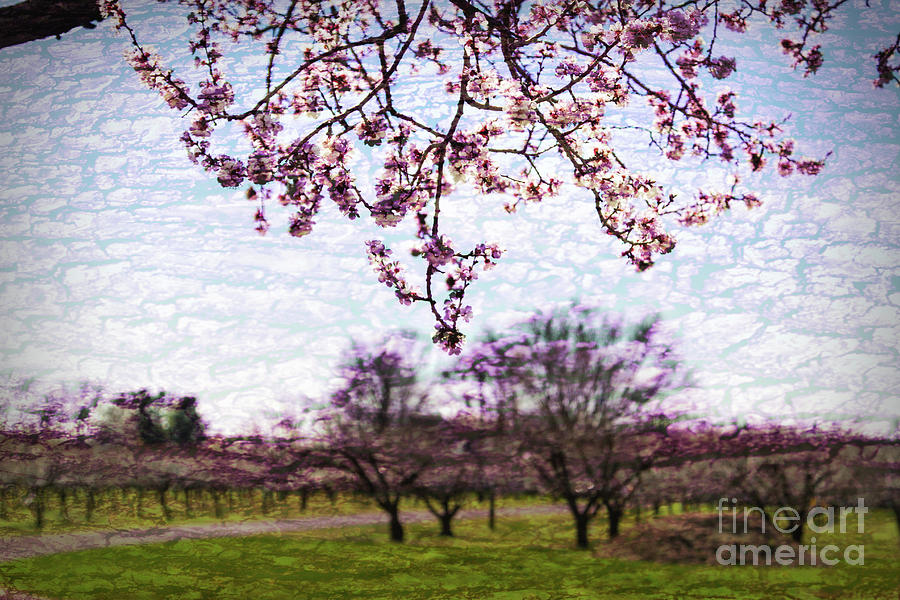 Niagara Blossoms Photograph by Marilyn Cornwell