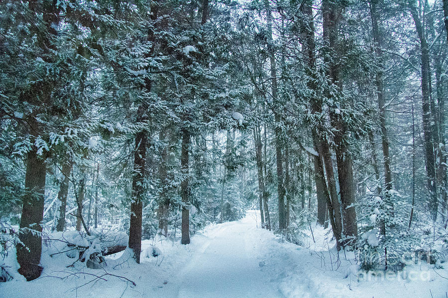 Niagara Escarpment Winter Path Photograph by Marilyn Cornwell