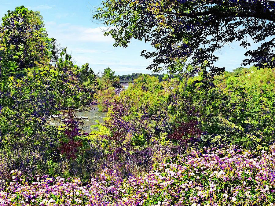 Niagara Falls NY - Wildflowers on Three Sisters Islands Photograph by Susan Savad