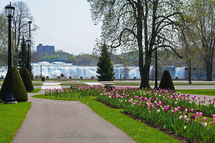 Niagara Falls through the Tulips Photograph by Toby McGuire