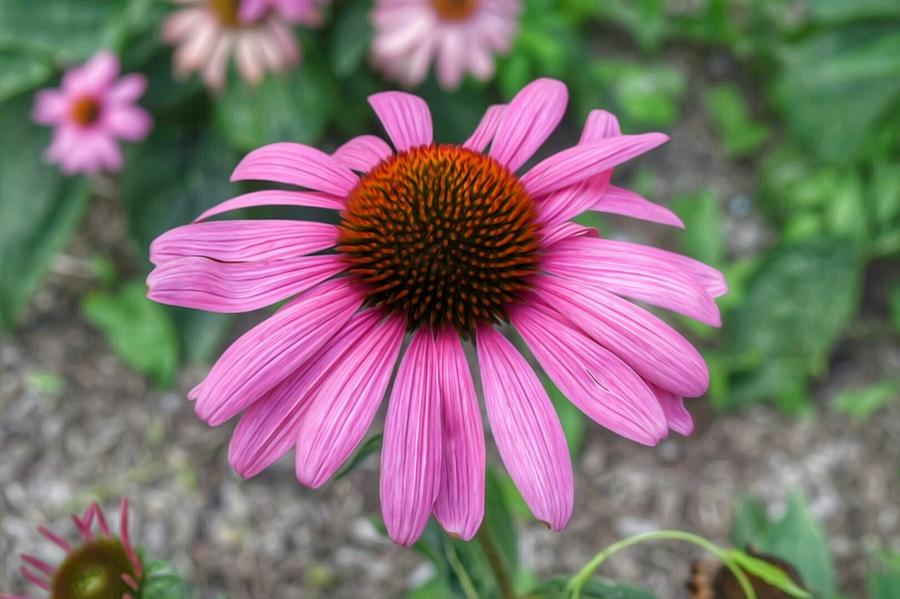 Niagara Flower 1 Photograph