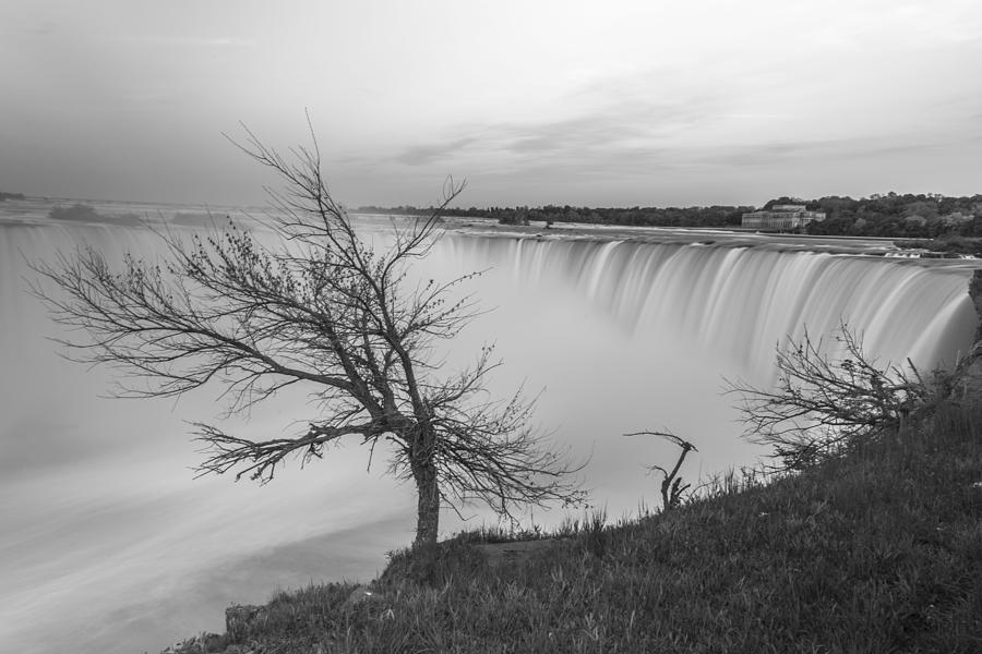 Niagara Tree in Black and White  Photograph by John McGraw