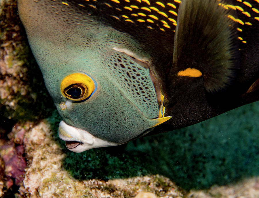 Nibbling French Angel Fish Photograph by Jean Noren