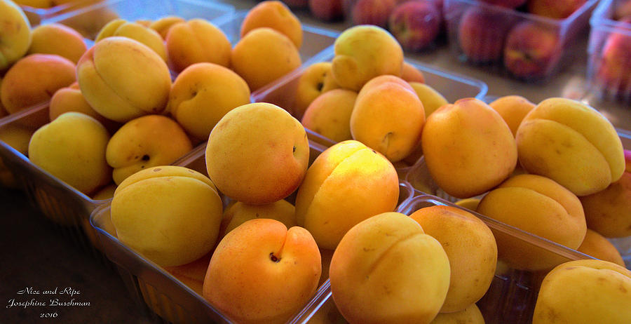 Nice and Ripe Apricots   5108 Photograph by Josephine Buschman