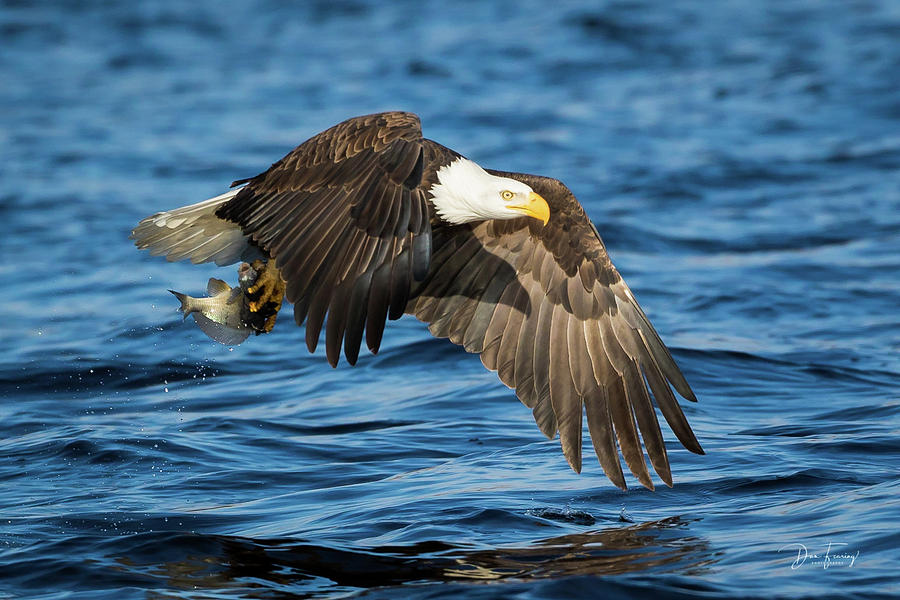 Nice Catch Photograph by Dan Fearing - Fine Art America