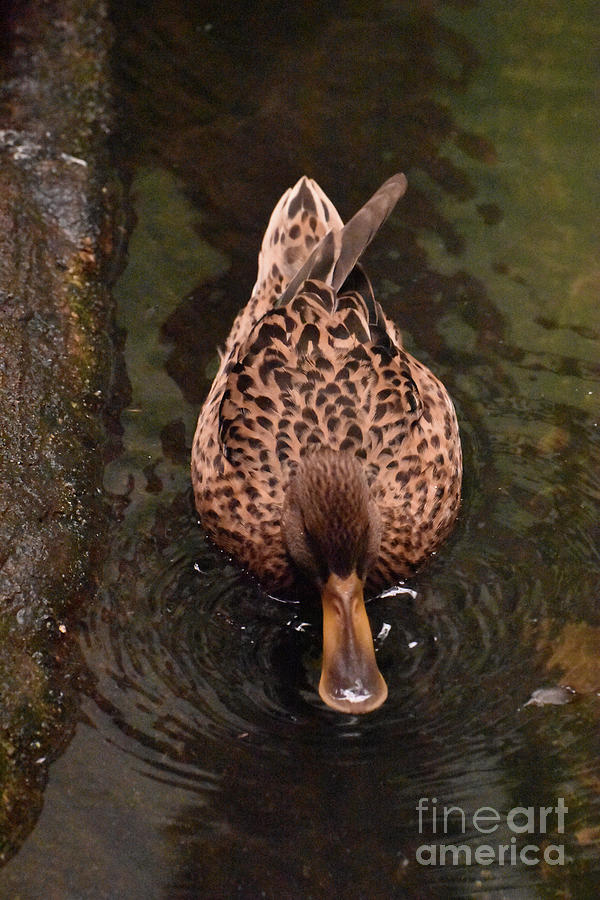Nice Close Up of a Brown Duck Swimming Photograph by DejaVu Designs