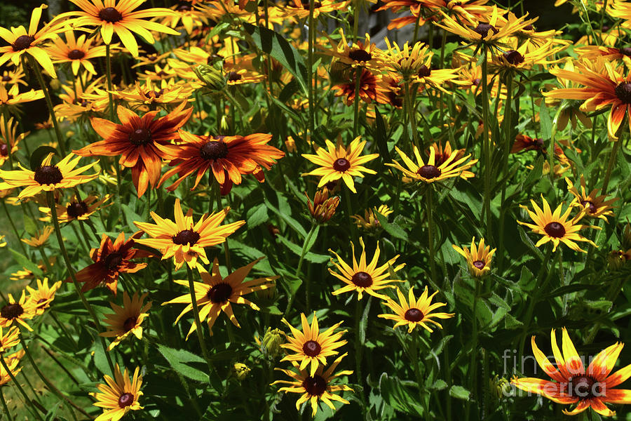 Nice Close Up of Black Eyed Susans In Nature Photograph by DejaVu Designs
