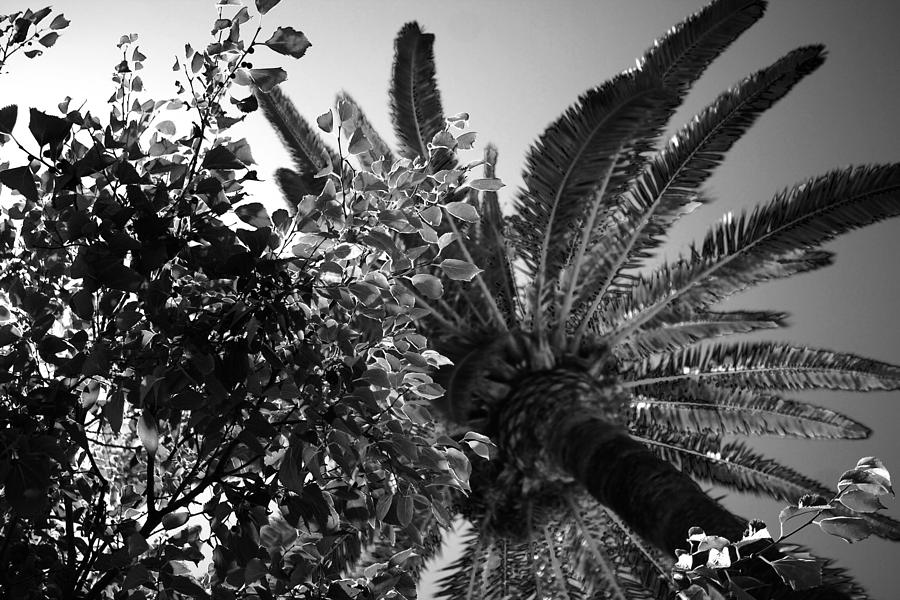 Nice France Palm Photograph