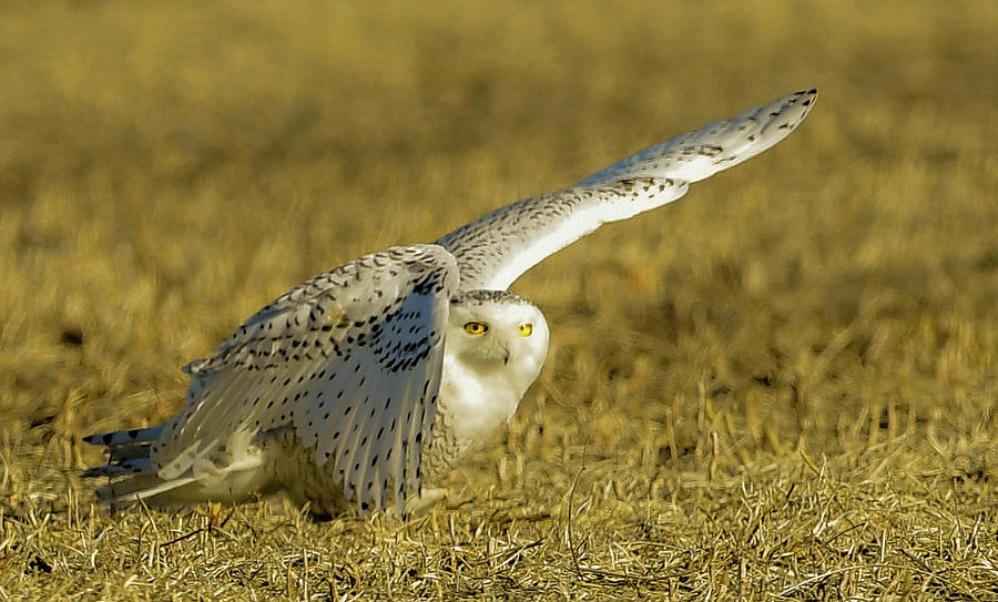 Owl Photograph - Nice Landing by Robert Smice