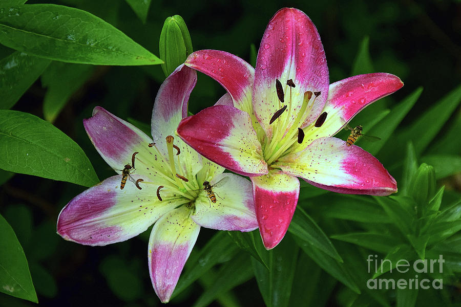 Nice Lily Photograph by Elvira Ladocki - Fine Art America