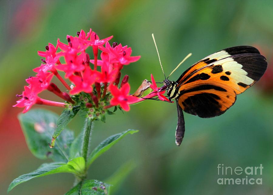 Nice Numata Butterfly Photograph by Sabrina L Ryan