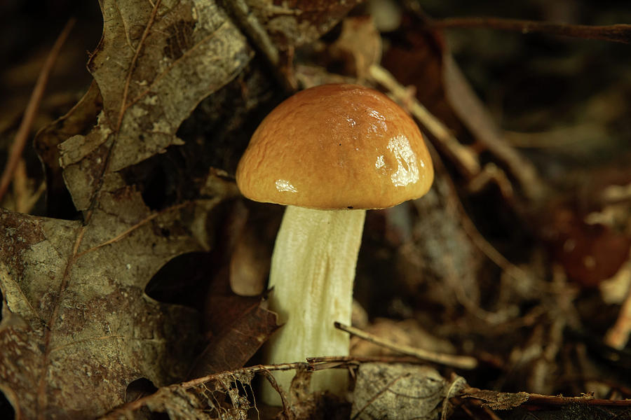 Nice Tan Shiny Mushroom Photograph by Douglas Barnett