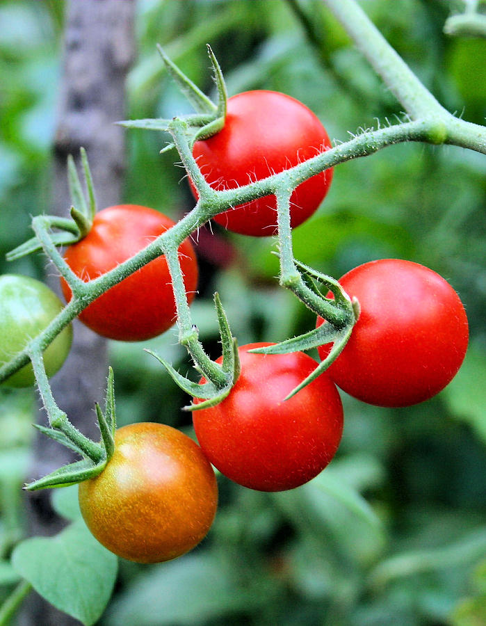 Nice Tomatoes Photograph by Kristin Elmquist