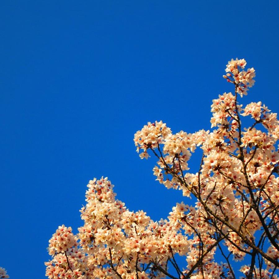 Spring Photograph - Cherryblossom by Elinor