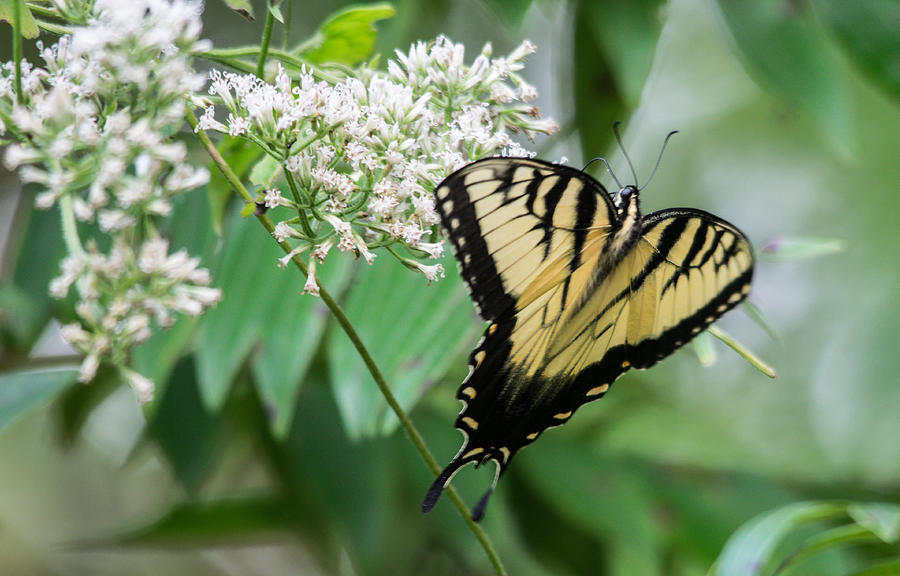 Wildlife Photograph - Nice Western Swallowtail by Alicia BRYANT