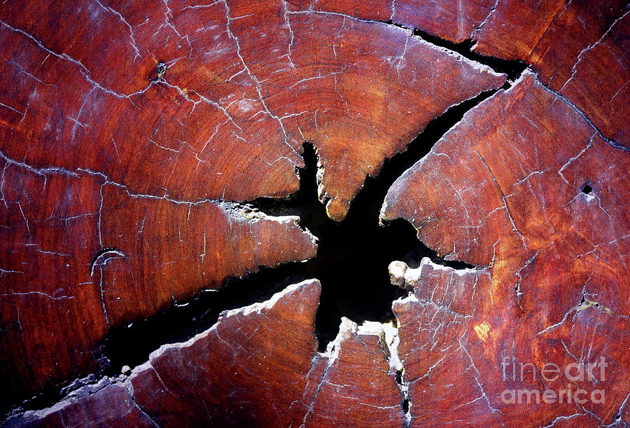 Wood Photograph - Niche by Stephen Mitchell Wood Photograph - Niche by Stephen Mitchell
