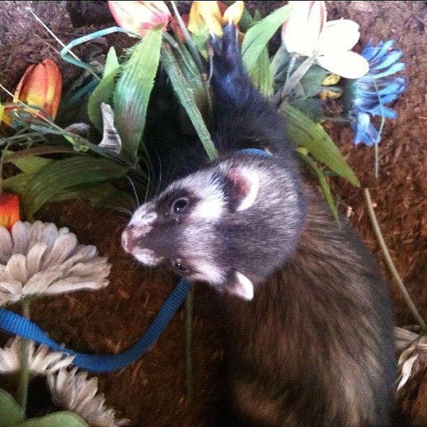 Animal Photograph - Nicky Wants This Flower by Anna Porter