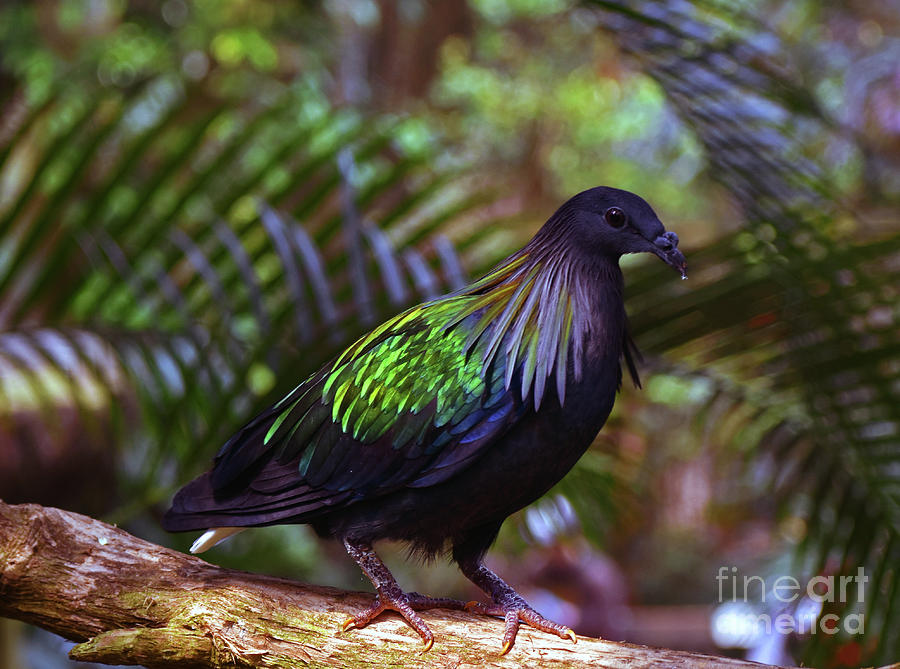Pigeon Photograph - Nicobar Pigeon by Lydia Holly