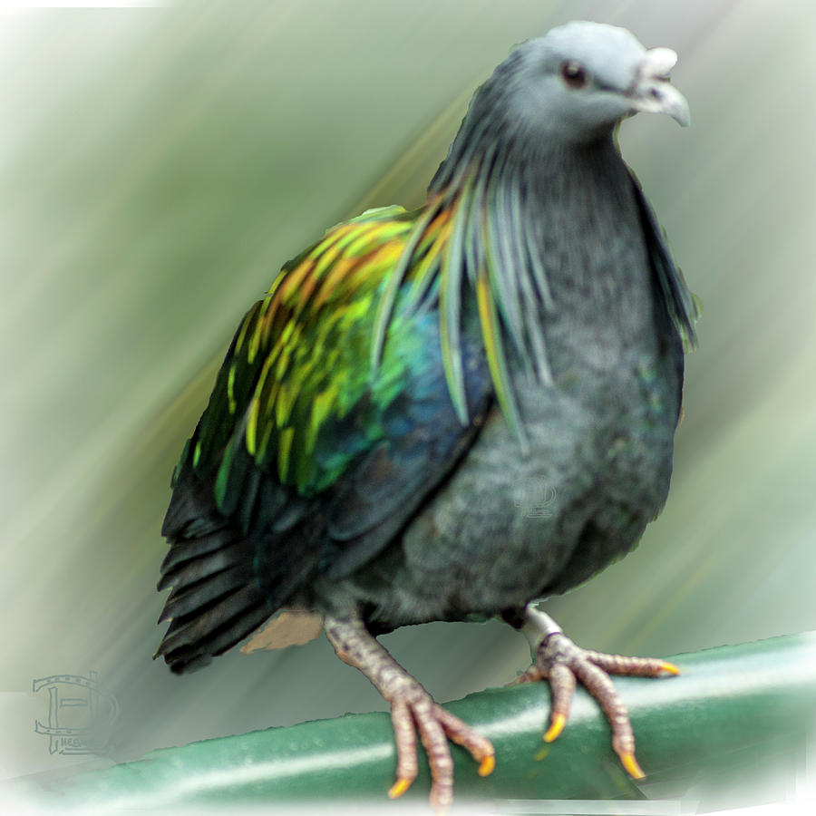 Nicobar Pigeon Portrait Digital Art by Daniel Hebard