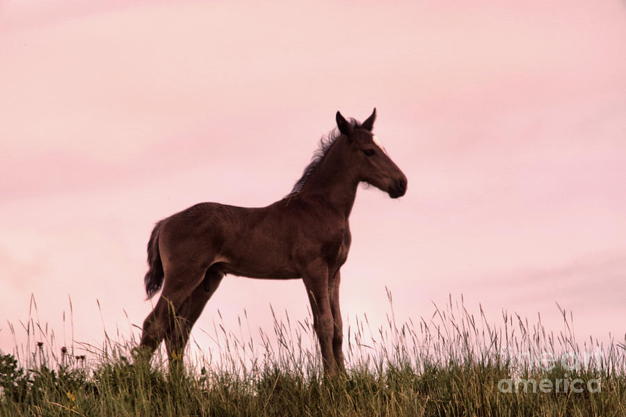 Colt on the prairie Photograph by Jeff Swan