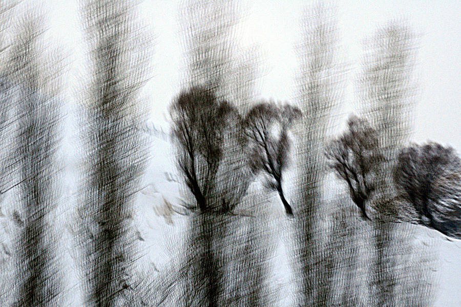 Tree Photograph - Niello by Robert Shahbazi